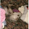 w2081 Mushu and the kittens asleep on the couch.jpg 299.0K